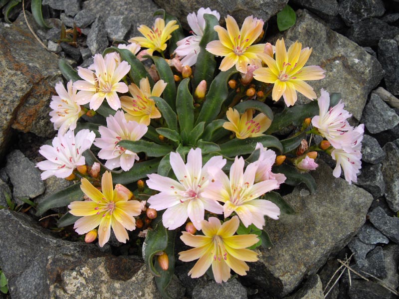 Lewisia longipetala 'Little Peach' photo